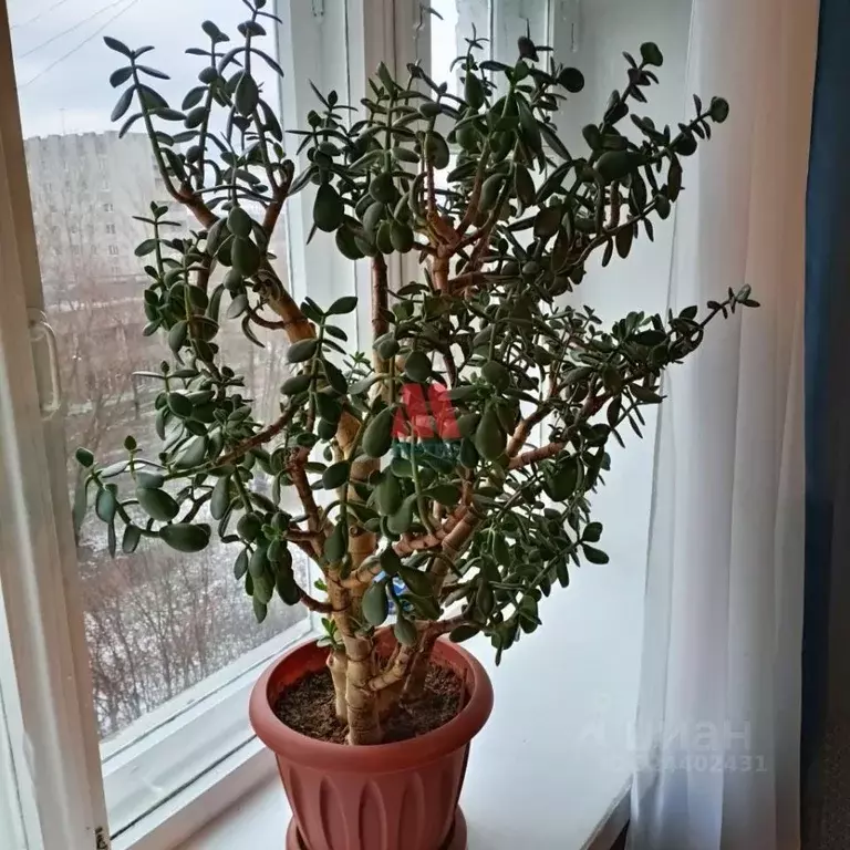 1-к кв. Ярославская область, Ярославль Корабельная ул., 22 (31.2 м) - Фото 2