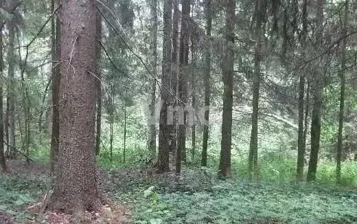 Участок в Москва Лесное озеро кп, 18/2 (54.0 сот.) - Фото 2