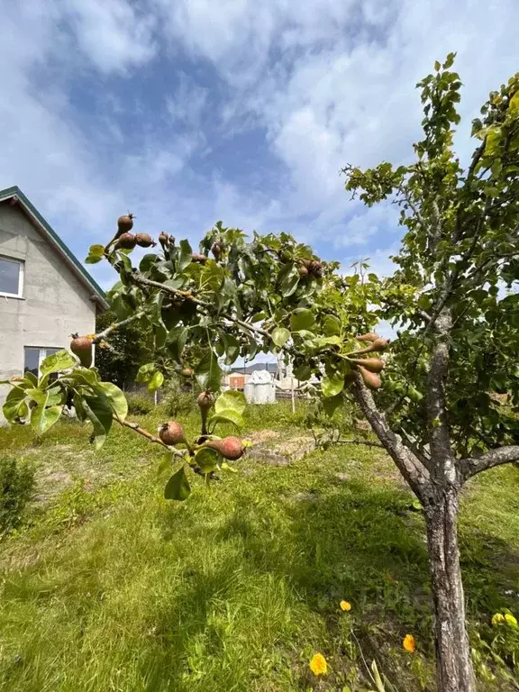 Дом в Калининградская область, Зеленоградский муниципальный округ, ... - Фото 1