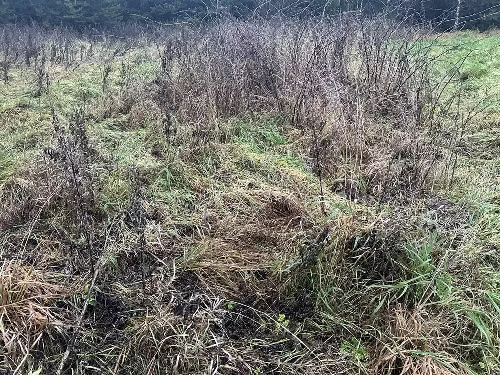 Участок в Московская область, Ступино городской округ, д. Калянино  ... - Фото 2