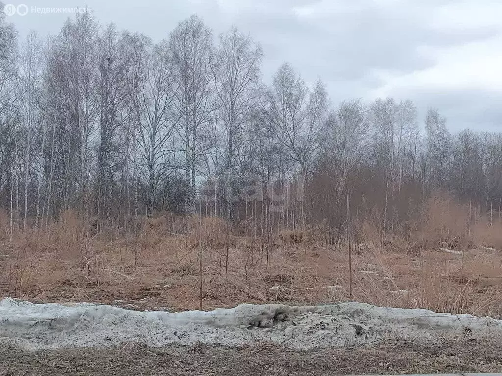 Участок в Барышевский сельсовет, коттеджный посёлок Горки Академпарка, ... - Фото 1