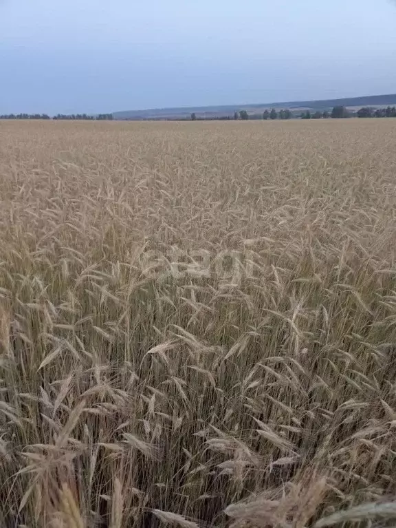 Участок в Ульяновская область, Инзенский район, с. Коржевка  (87696.0 ... - Фото 0