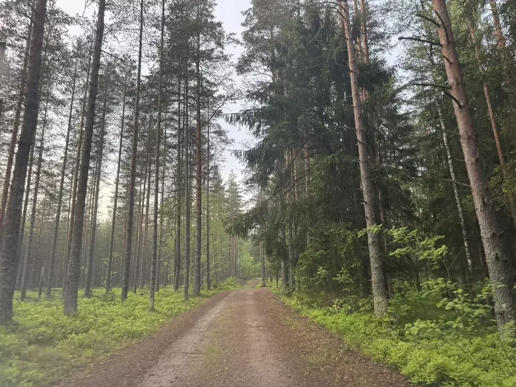 Участок в Ленинградская область, Выборгский район, Полянское с/пос, ... - Фото 1