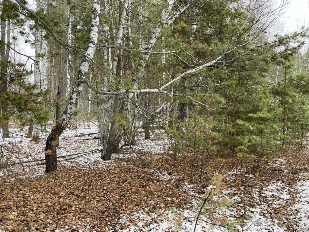 Участок в Тюменская область, Тюменский район, с. Кулига  (10.0 сот.) - Фото 1