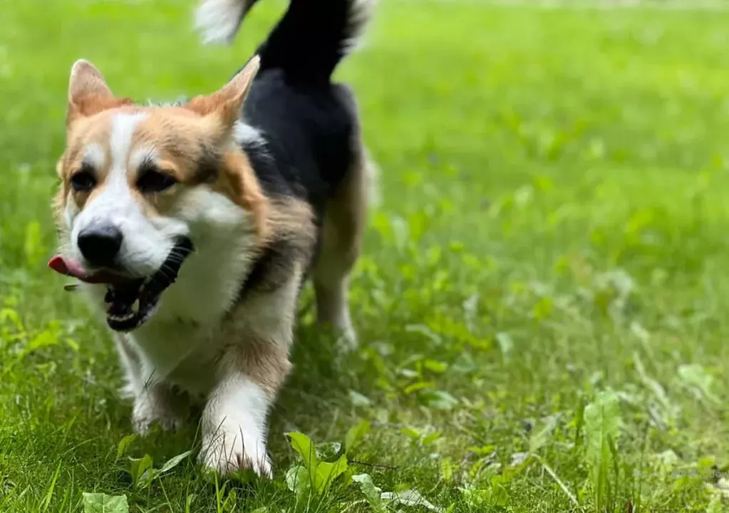 Участок в Воронежская область, Острогожский район, Ольшанское с/пос, ... - Фото 2