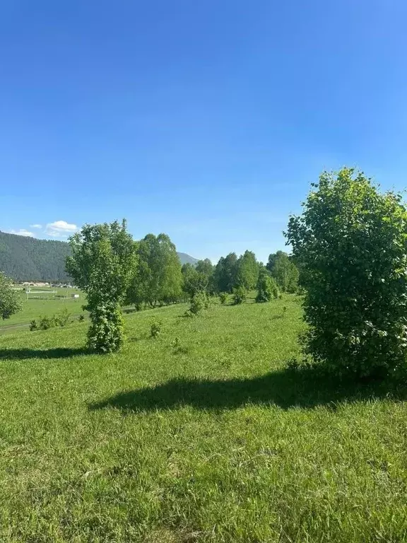 Участок в Алтай, Чемальский район, Аносинское с/пос  (12.0 сот.) - Фото 2