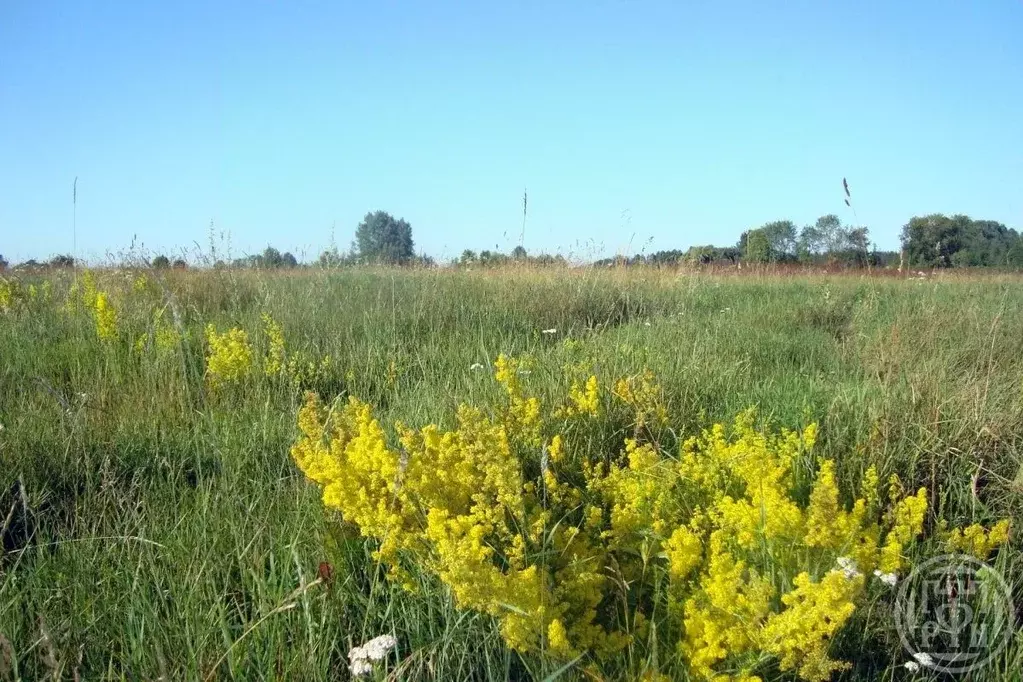 Участок в Ленинградская область, Выборгский район, Красносельское ... - Фото 2