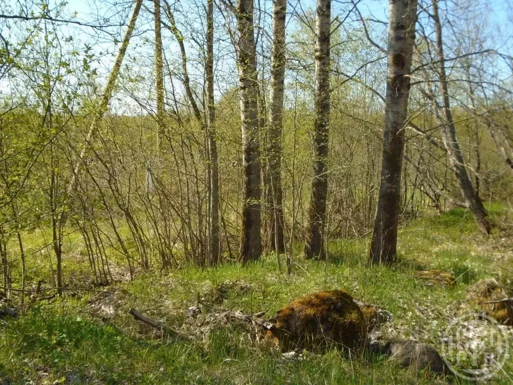 Участок в Ленинградская область, Выборгский район, Гончаровское с/пос, ... - Фото 2