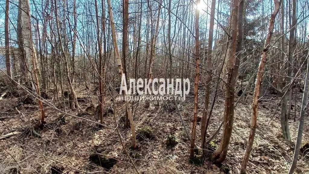 Участок, 6 сот., сельхоз (снт или днп) - Фото 2