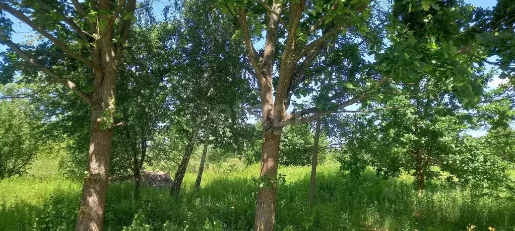 Участок в Калининградская область, Калининград Южный СНТ,  (6.0 сот.) - Фото 1