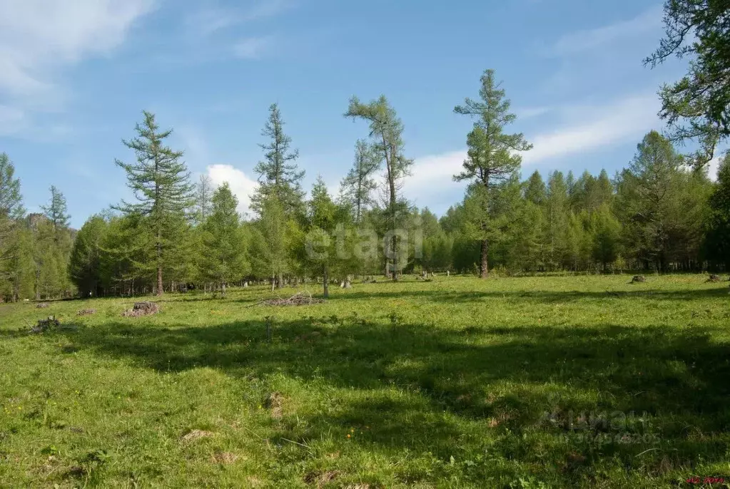 участок в алтай, усть-канский район, с. белый ануй (5836.9 сот.) - Фото 0