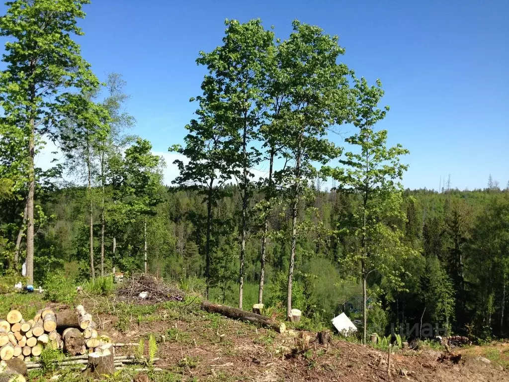 Участок в Ленинградская область, Приозерский район, Сосновское с/пос, ... - Фото 2