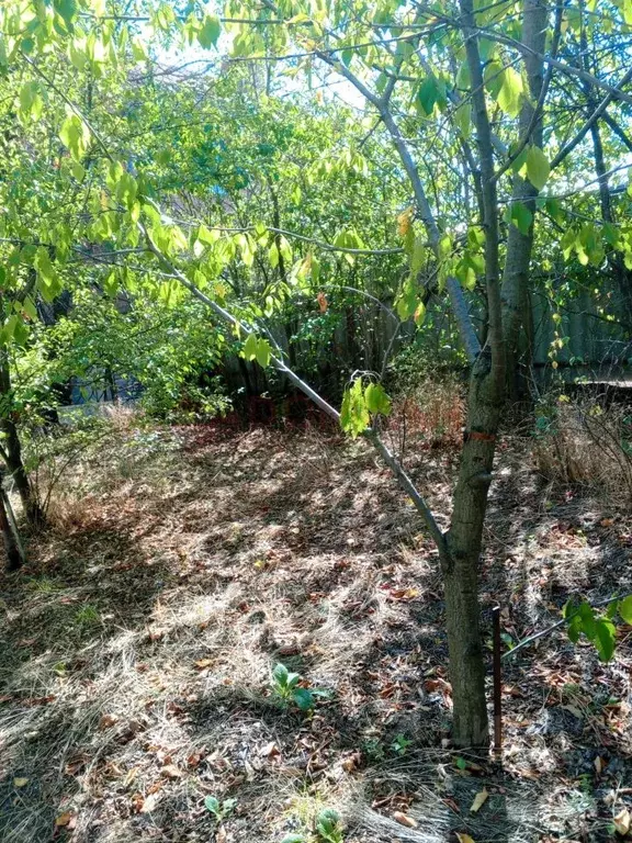 Участок в Ростовская область, Новочеркасск Дачная ул. (8.0 сот.) - Фото 2