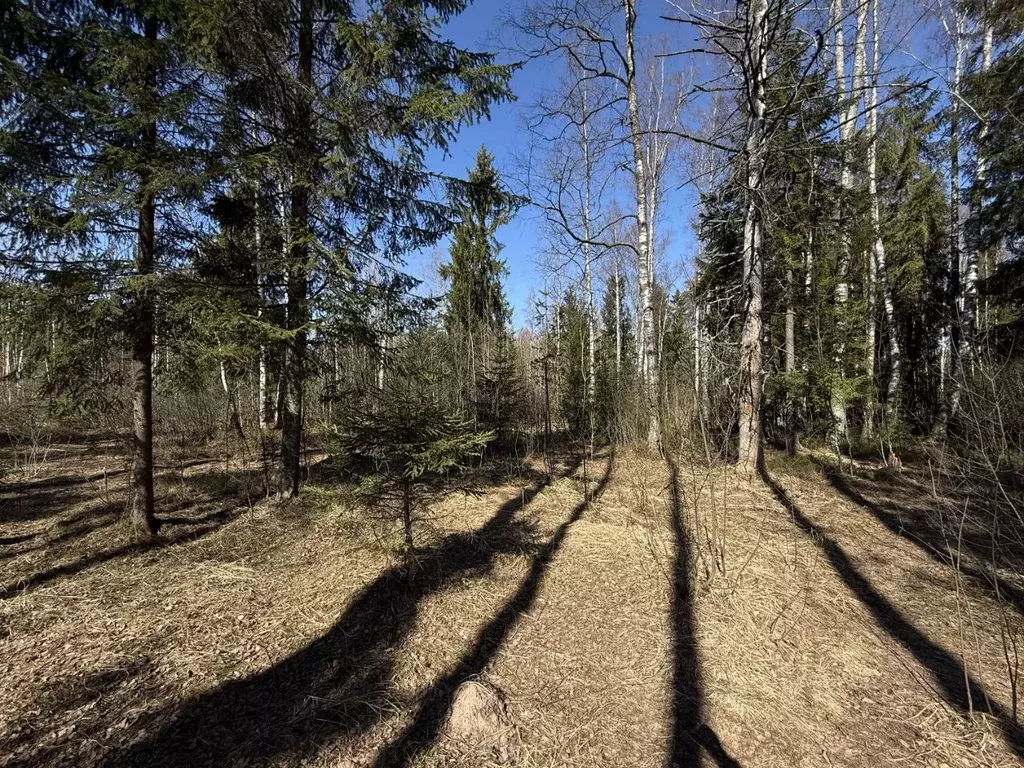 Участок в Ленинградская область, Всеволожский район, Рахьинское ... - Фото 1