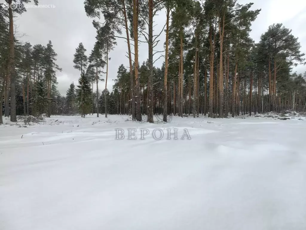 Участок в Богородский городской округ, коттеджный посёлок Родное ... - Фото 1