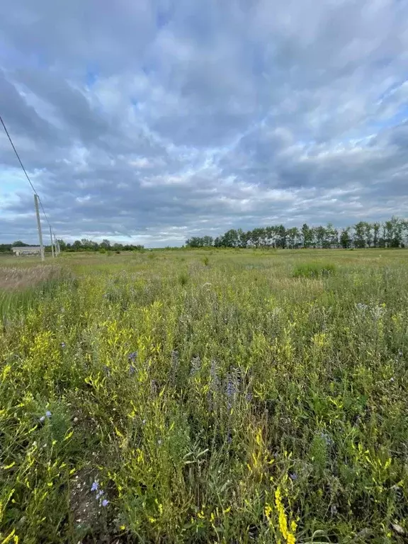 Участок в Башкортостан, Чишминский район, Лесной сельсовет, с. ... - Фото 2
