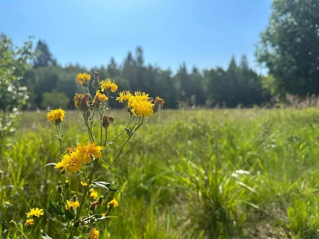 Участок в Ленинградская область, Лужский район, Толмачевское городское .,  Купить земельный участок Заозерье, Гатчинский район, ID объекта -  20006767900