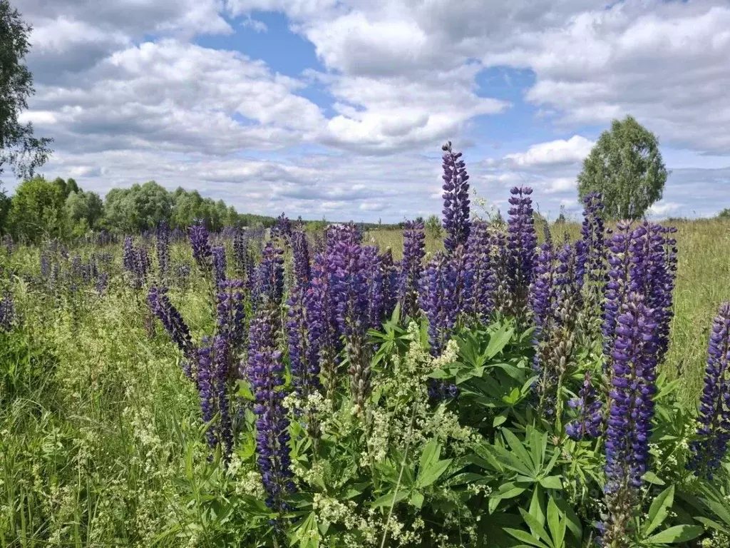 Участок в Нижегородская область, Арзамас городской округ, с. ... - Фото 0
