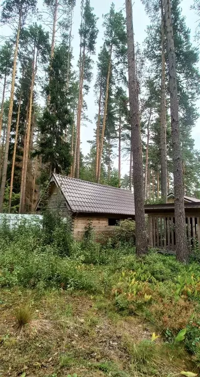 Участок в Санкт-Петербург, Санкт-Петербург, Зеленогорск Кривоносовский ... - Фото 2