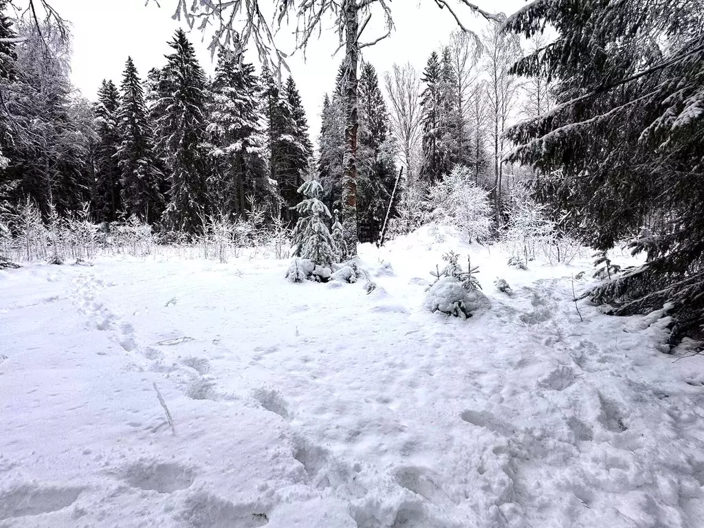 Участок в Санкт-Петербург, Санкт-Петербург, Зеленогорск ул. Танкистов, ... - Фото 2