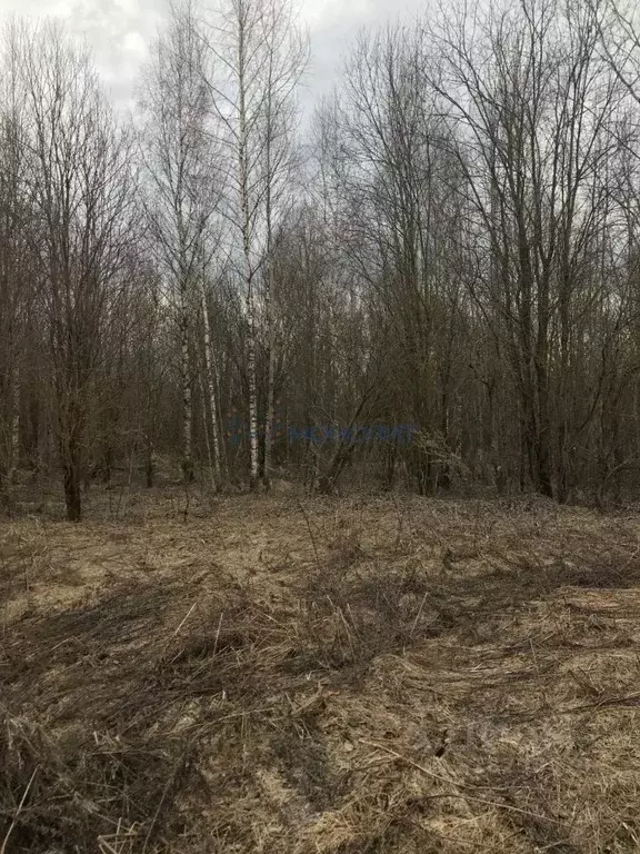 Участок в Нижегородская область, Городецкий муниципальный округ, Санда ... - Фото 1