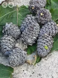 Участок в Кемеровский муниципальный округ, СНТ Тайга (8 м) - Фото 1