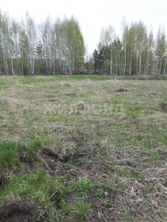 Участок в Новосибирская область, Новосибирский район, Станционный ... - Фото 2