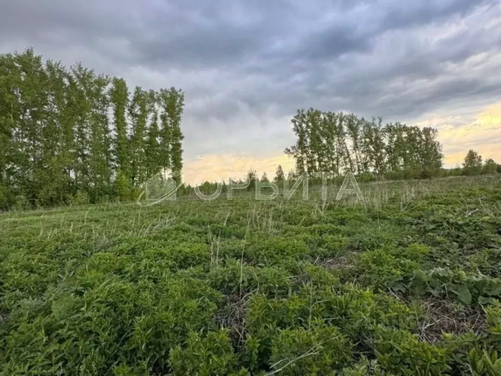 Участок в Тюменская область, Тюменский район, с. Каменка, Завидово кп ... - Фото 0