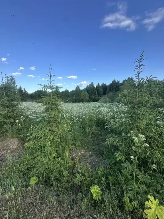 Участок в Кировская область, Слободской муниципальный район, Шиховское ... - Фото 1