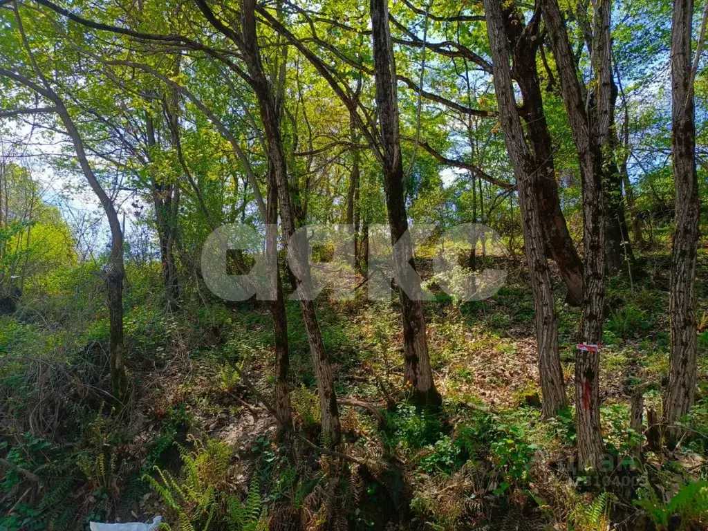 Участок в Краснодарский край, Сочи городской округ, с. Орел-Изумруд ... - Фото 1