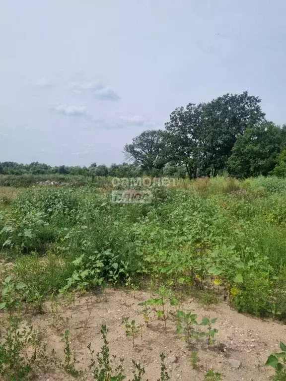 Участок в Воронежская область, Новоусманский район, с. Бабяково ... - Фото 2