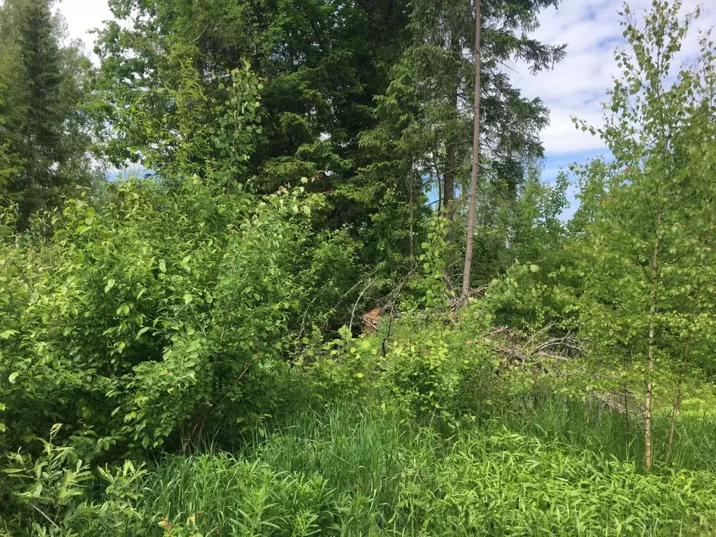 Участок в Московская область, Пушкинский городской округ, д. Могильцы  ... - Фото 2