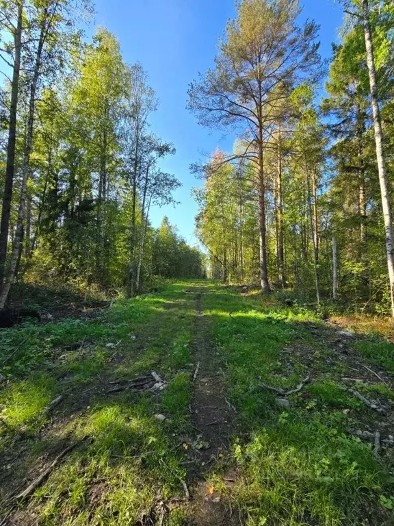 Участок в Карелия, Прионежский муниципальный район, Заозерское с/пос, ... - Фото 2