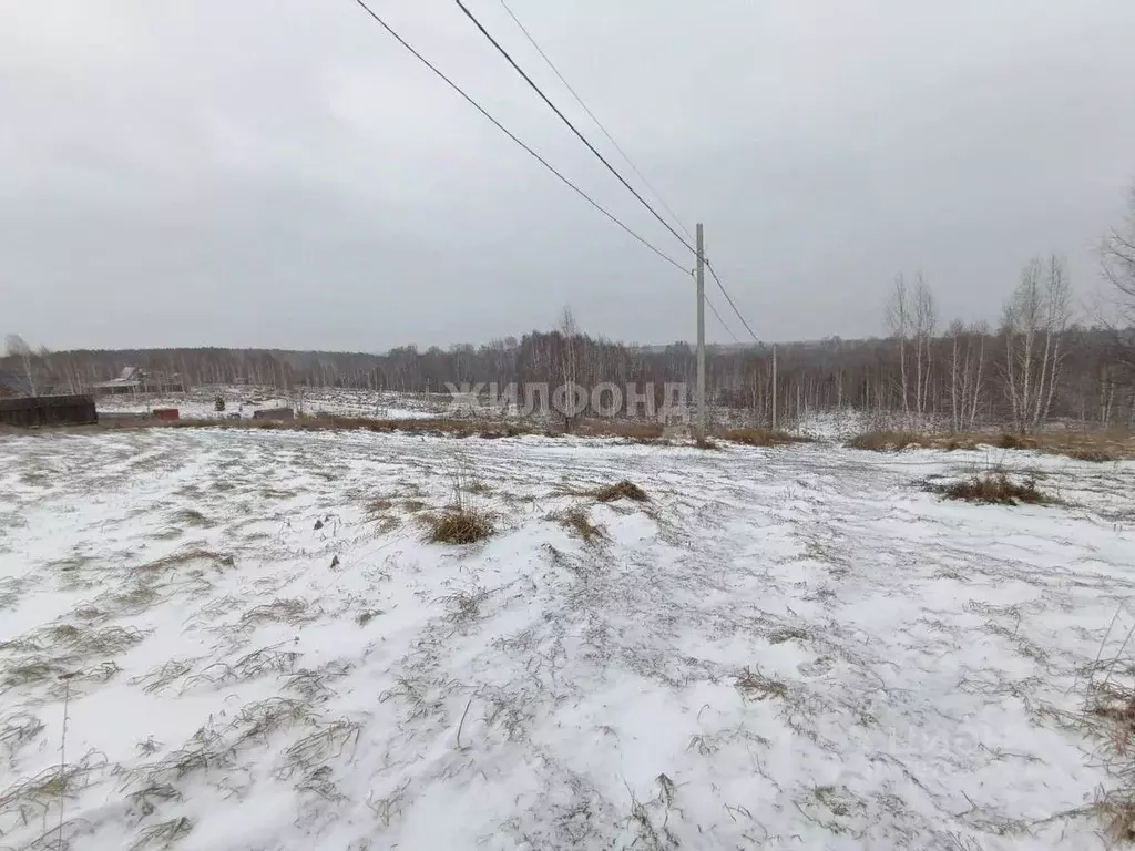 Участок в Новосибирская область, Новосибирский район, Станционный ... - Фото 1