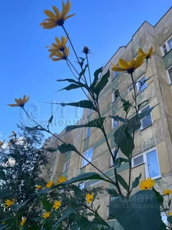 3-к кв. Ленинградская область, Ломоносовский район, д. Низино ... - Фото 2