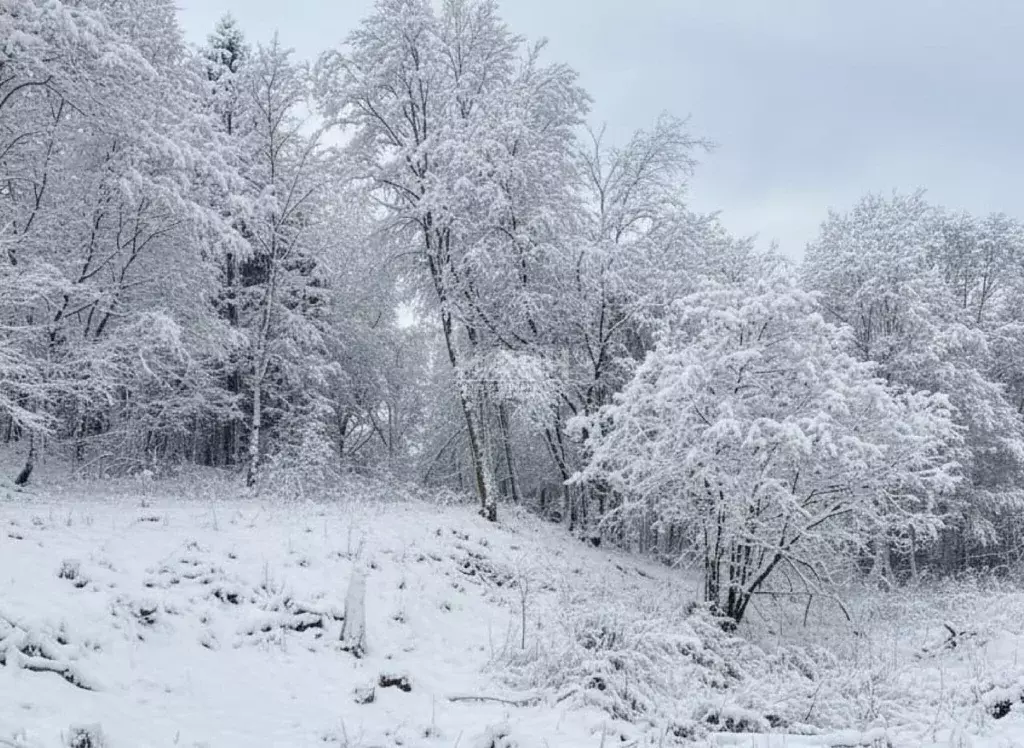 Участок в Карелия, Пряжинский район, с. Святозеро  (15.0 сот.) - Фото 1