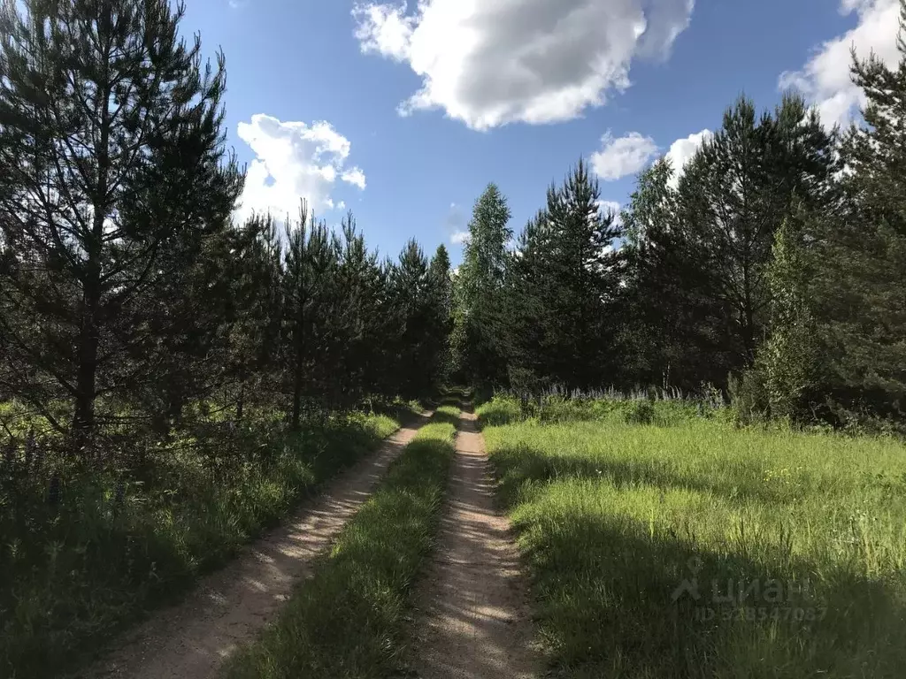 Участок в Тверская область, Андреапольский район, д. Быстри  (8.0 ... - Фото 2