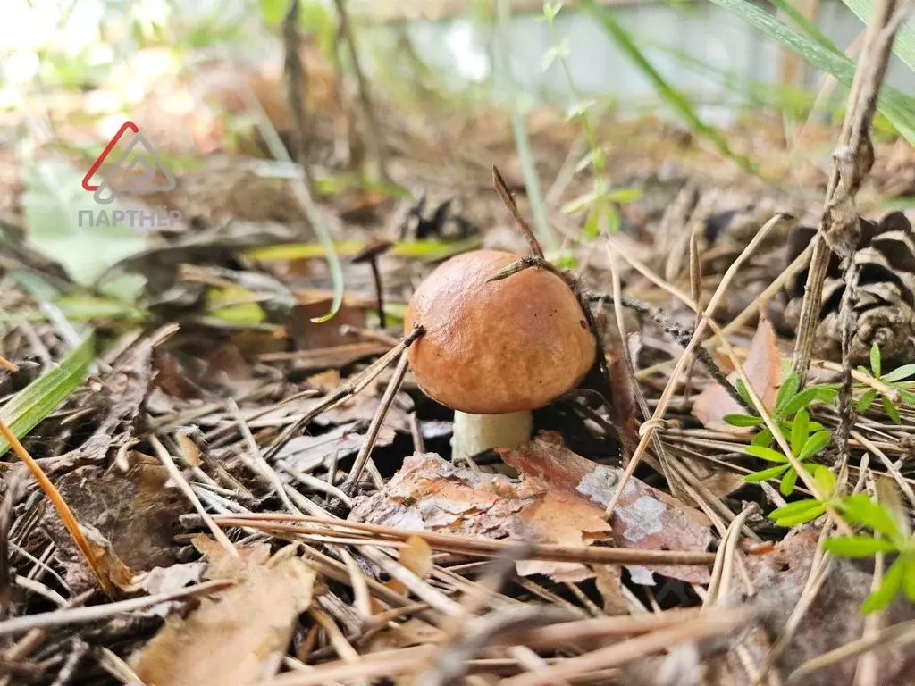 Участок в Ульяновская область, Мелекесский район, Старосахчинское ... - Фото 1