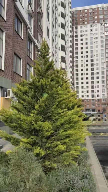 1-к кв. Краснодарский край, Новороссийск Мысхакское ш., 59Д (43.0 м) - Фото 1