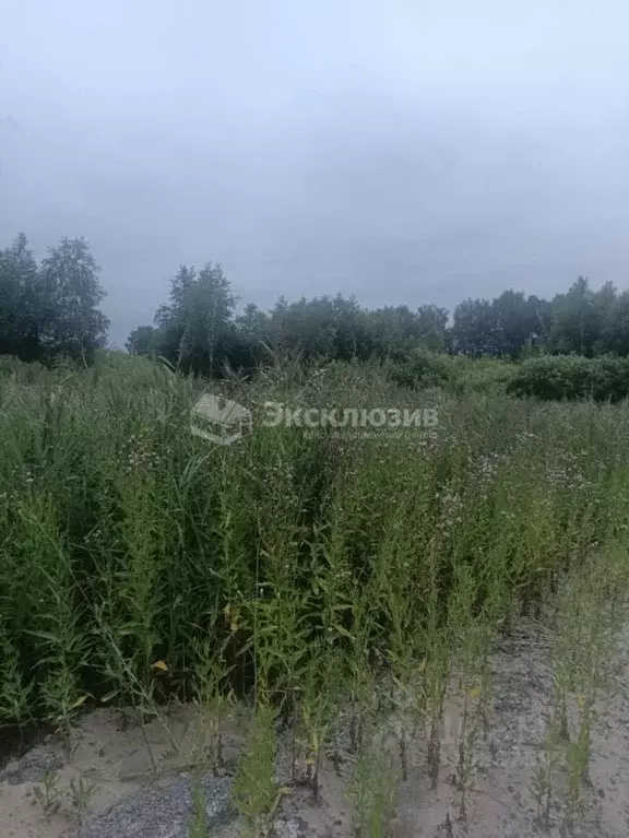 Участок в Тюменская область, Тюмень Матрешка СНТ,  (15.0 сот.) - Фото 1