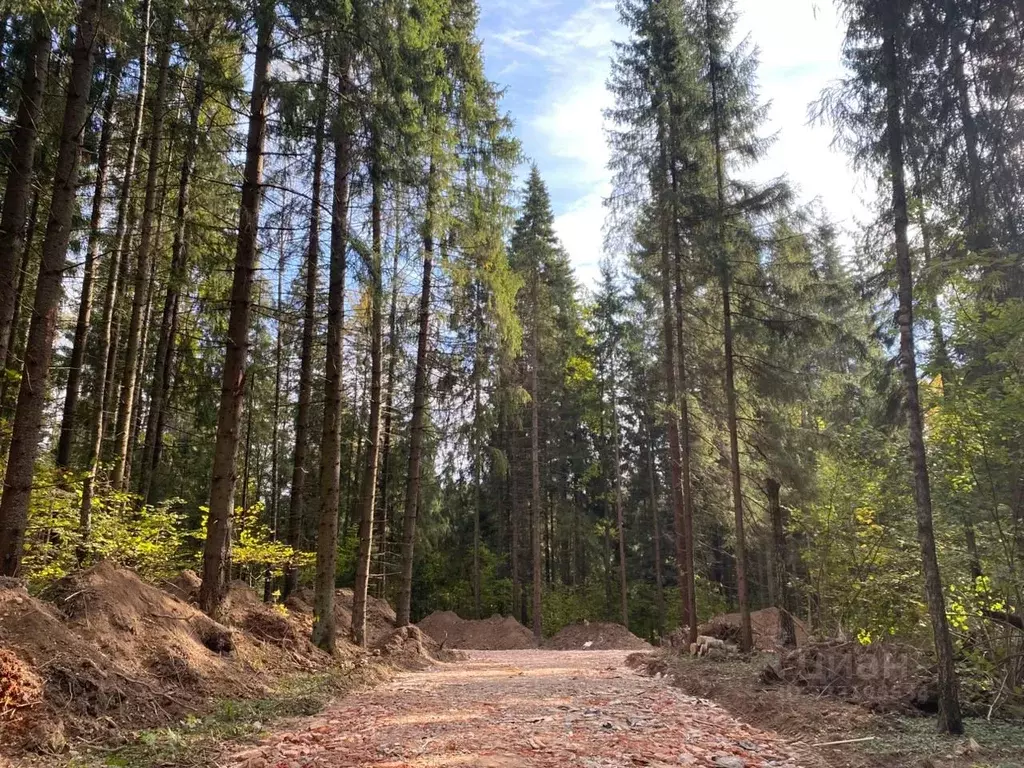 Участок в Московская область, Одинцовский городской округ, Рига лес кп ... - Фото 1