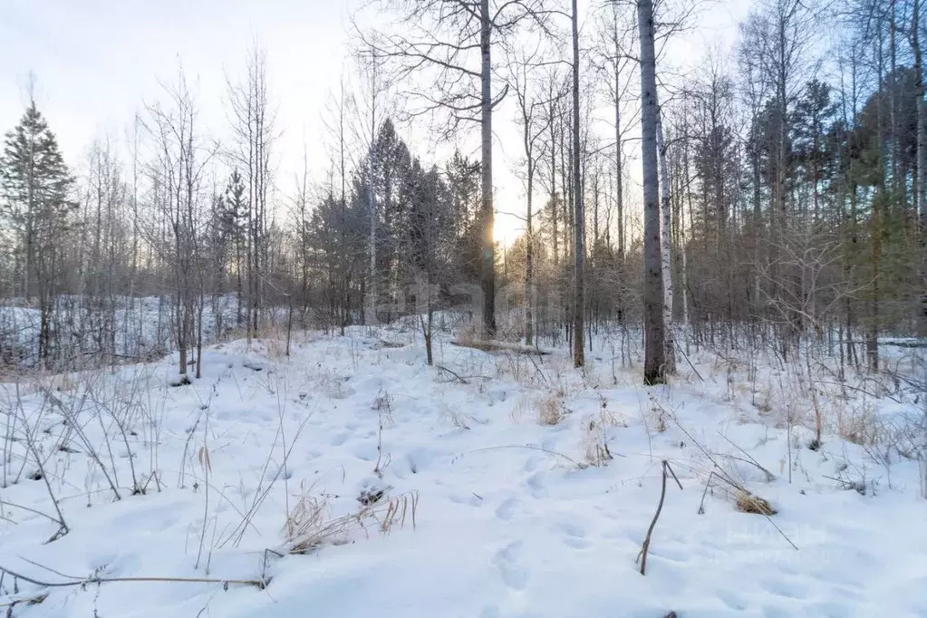 Участок в Тюменская область, Нижнетавдинский район, с. Тюнево ул. ... - Фото 0