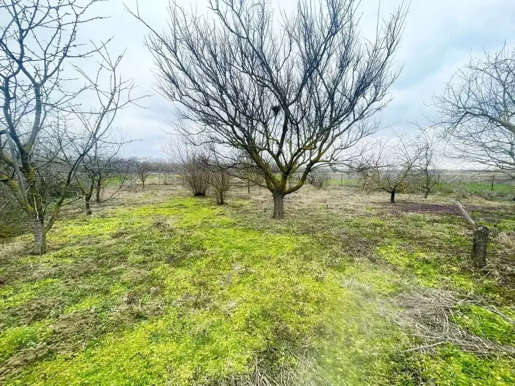 Участок в Краснодарский край, Красноармейский район, Чебургольская ... - Фото 1
