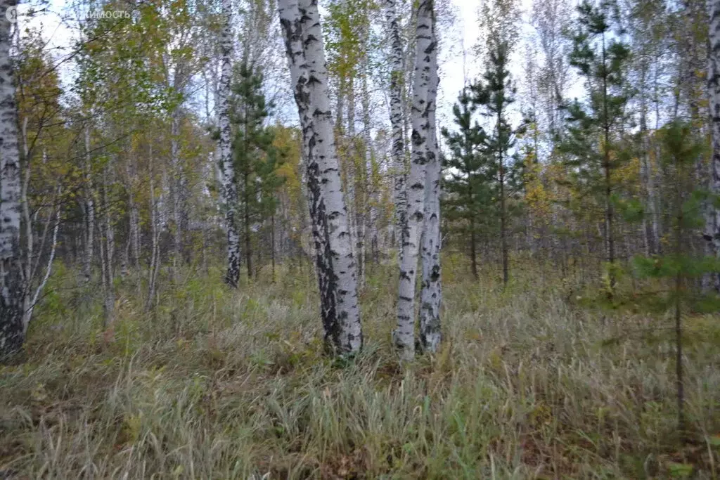 Участок в Курганская область, Кетовский муниципальный округ, село ... - Фото 0