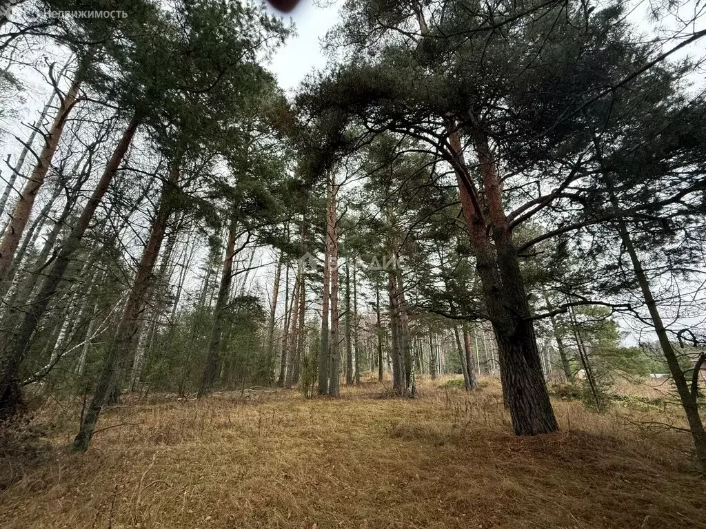 Участок в Ярославская область, Рыбинский муниципальный округ, ... - Фото 1