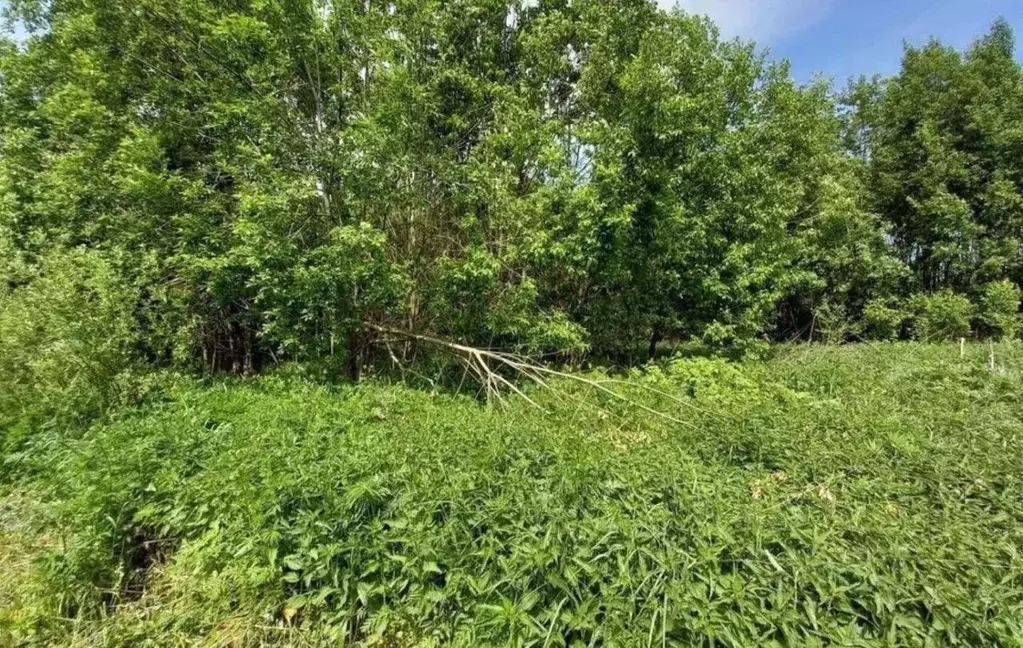 Участок в Московская область, Дмитровский муниципальный округ, пос. ... - Фото 1