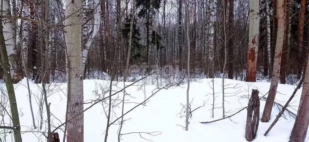 Участок в Ярославская область, Ярославский район, Кузнечихинское ... - Фото 1