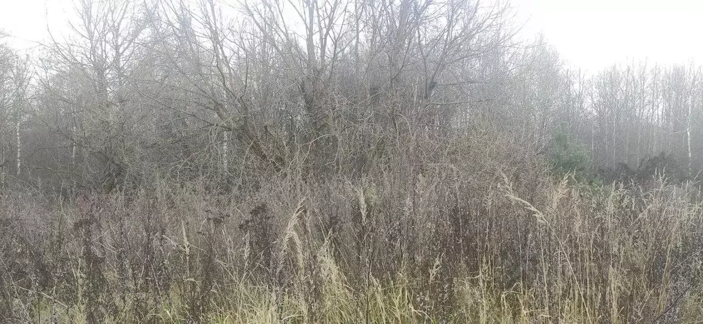 Участок в Московская область, Талдомский городской округ, д. Бардуково ... - Фото 1