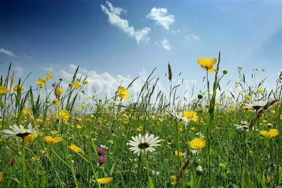 Участок в Московская область, Красногорск городской округ, с. ... - Фото 2