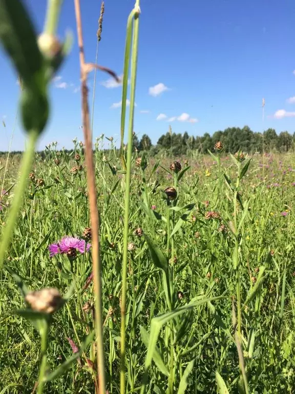 Участок в Кировская область, Слободской район, Шиховское с/пос, д. ... - Фото 1